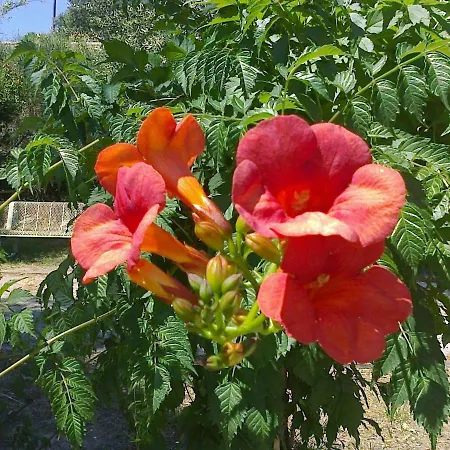 La Garrigue Millas